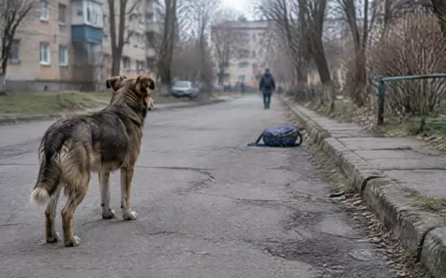 Мэрия Биробиджана выплатит 35 тысяч рублей мальчику, которого укусила бродячая собака